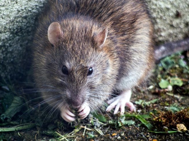szczury terroryzują mieszkańców bloku w Lublinie