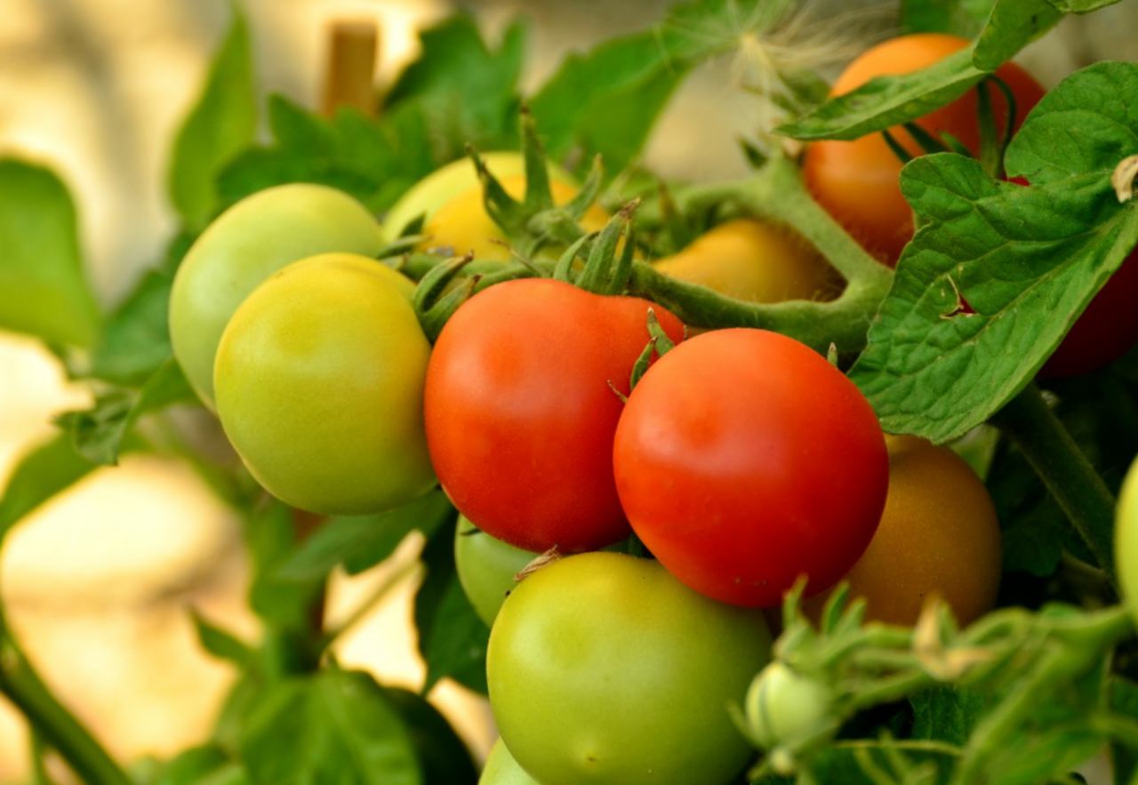 pomidory i liście