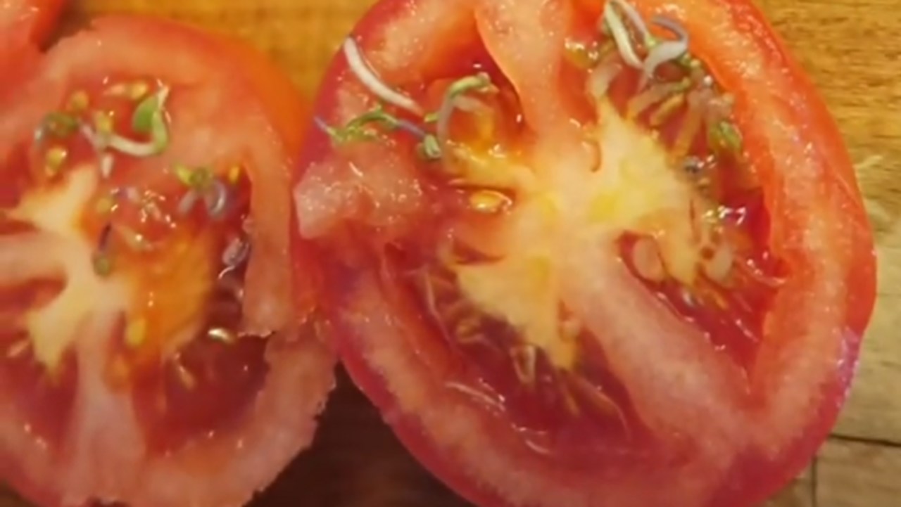 pomidor z kiełkami.