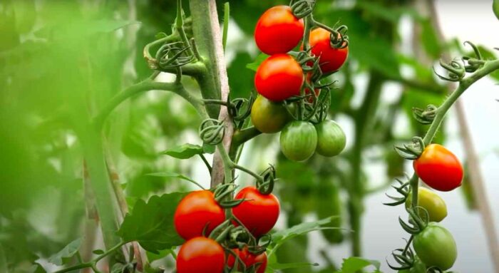 Jak zachować świeżość pomidorów?