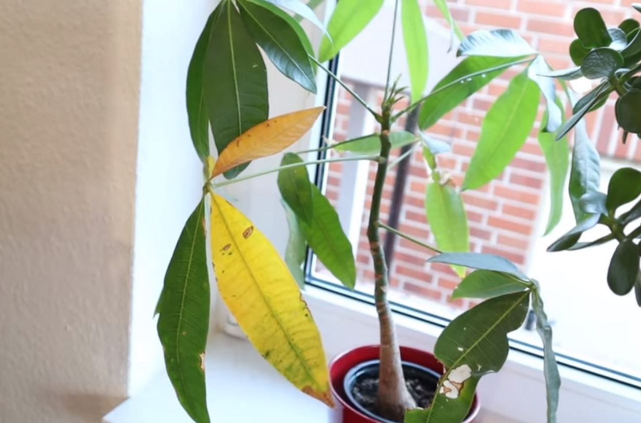 roślina z żółtymi liśćmi