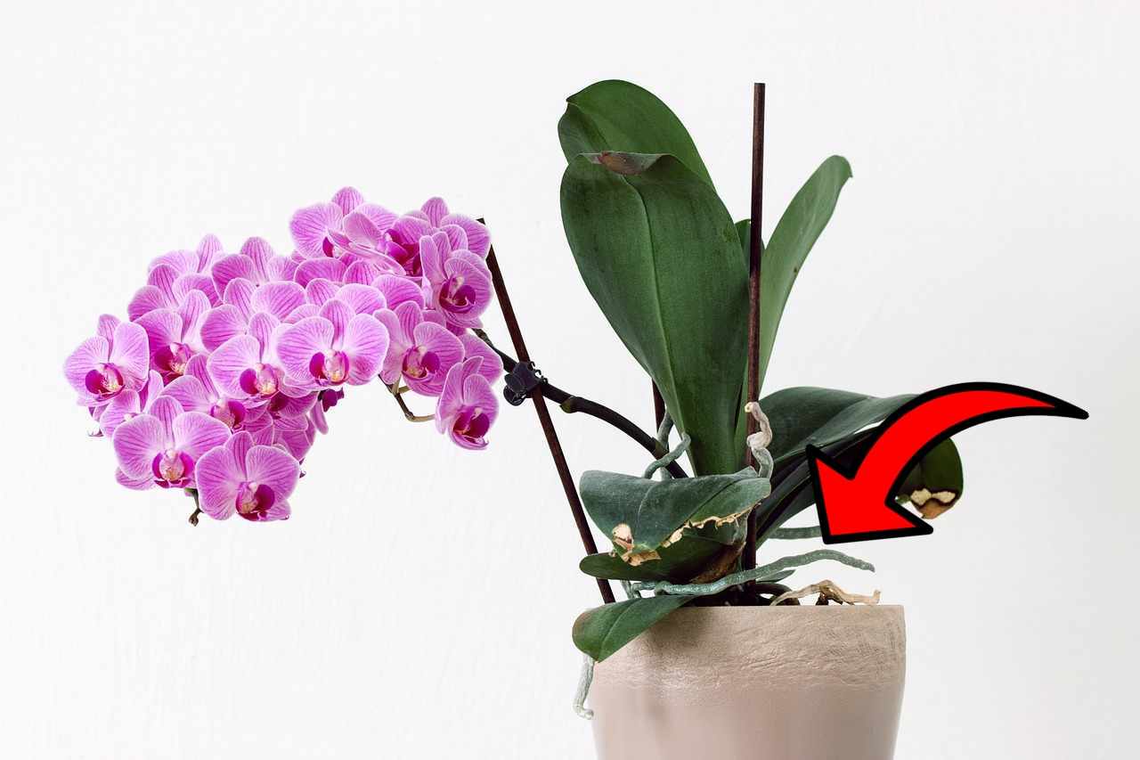 Podlewaj tym orchideę 