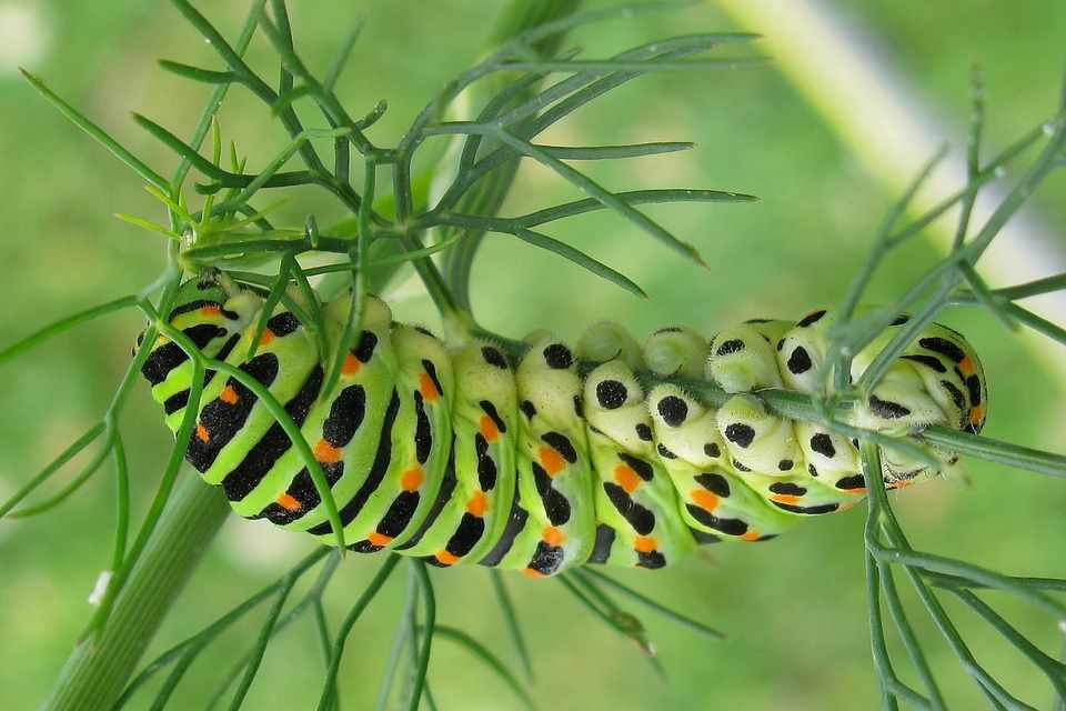 Put it in the ground in the garden.  The larvae will immediately escape