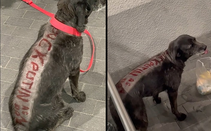 Ogolił psa i namalował obraźliwe słowa o Putinie. Mężczyzna z Podlasia zatrzymany