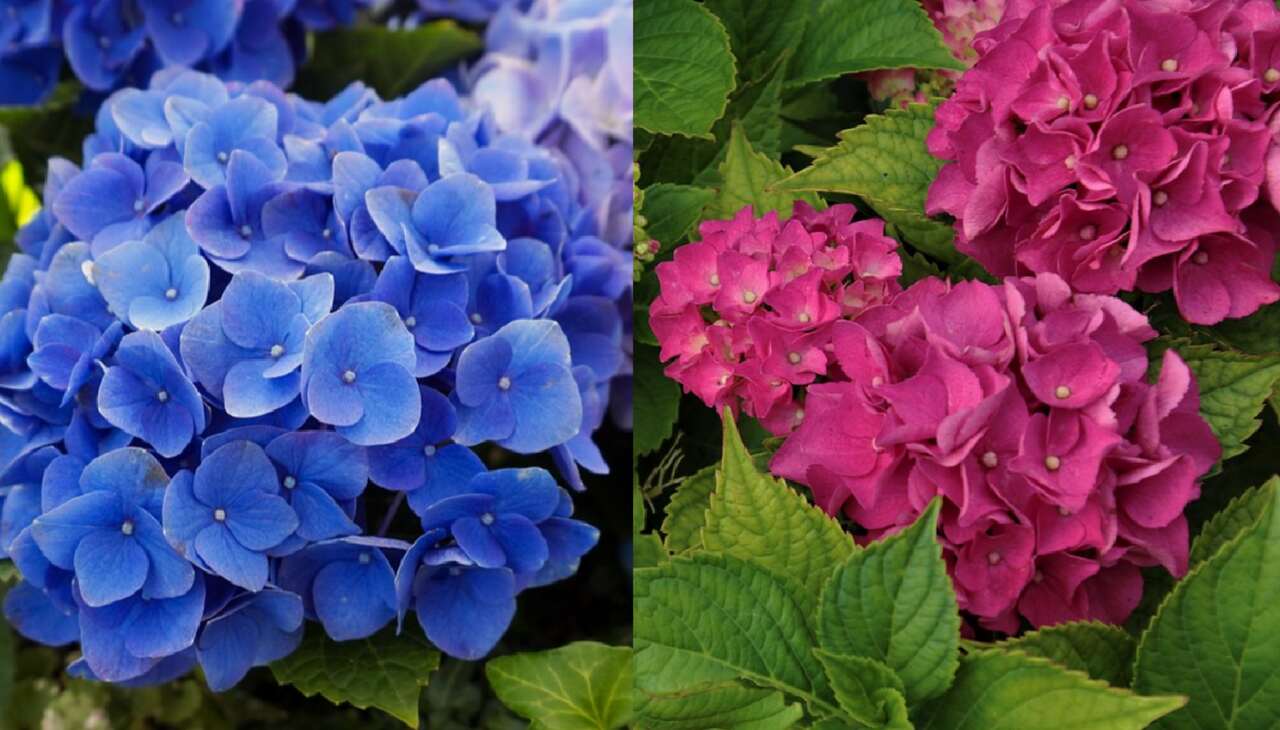 hortensja ogrodowa niebieska i różowa