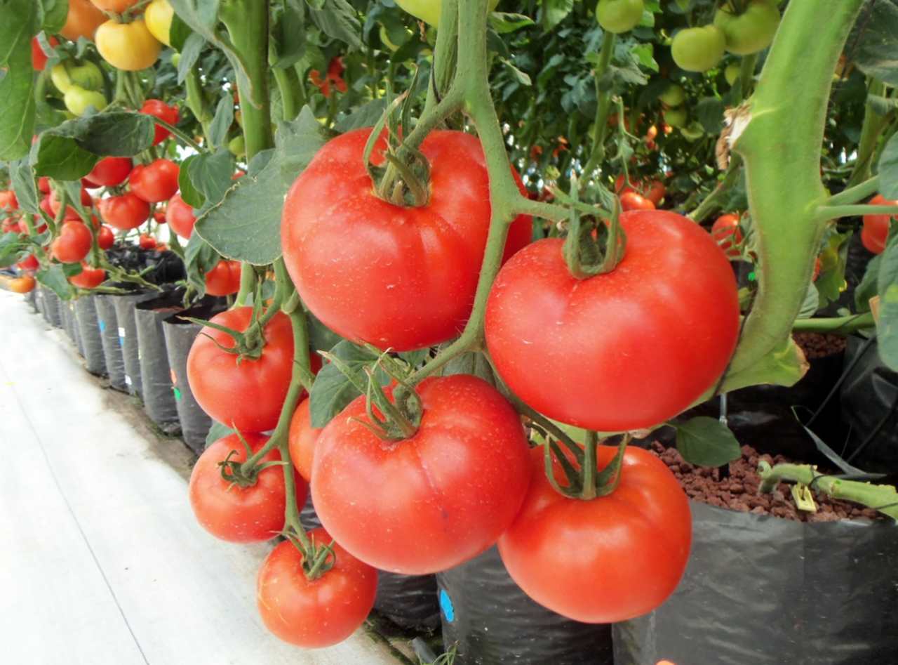 pomidory na krzakach