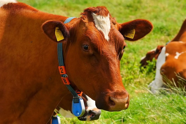 Irlandia chce dekarbonizować rolnictwo poprzez wybicie 200 tys. krów