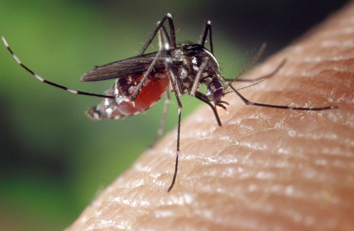 Ta grupa krwi u kobiet najbardziej przyciąga komary