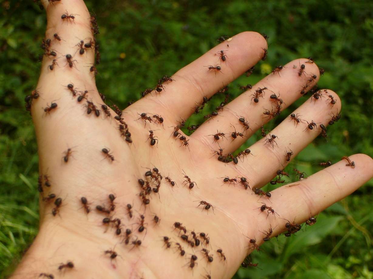 Nie możesz pozbyć się mrówek? Zrób to, a już więcej ich nie zobaczysz
