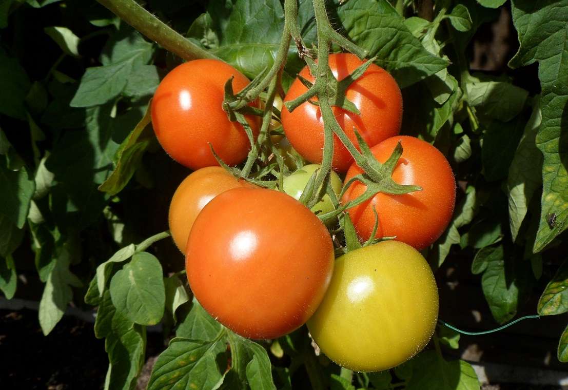 Przytnij liście pomidorów, a zwiększysz ich plony