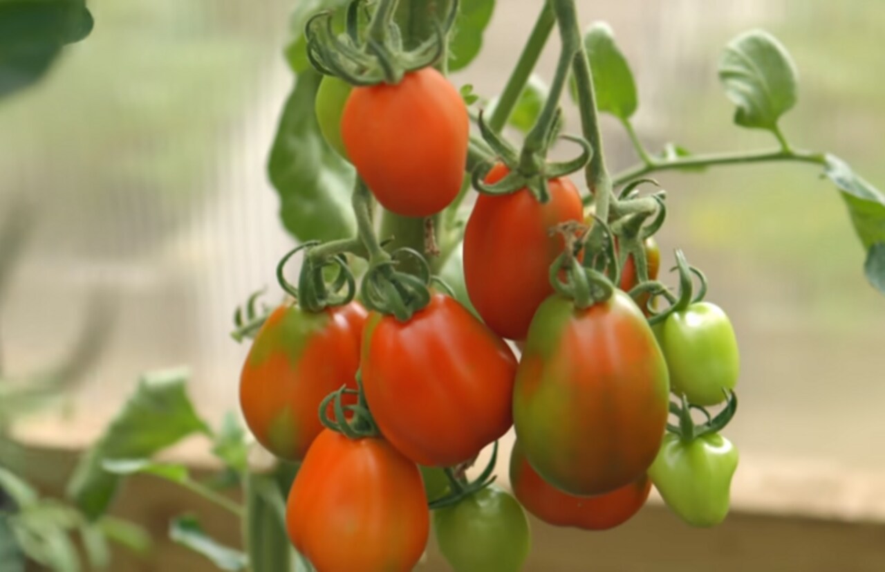 pomidory na krzaku