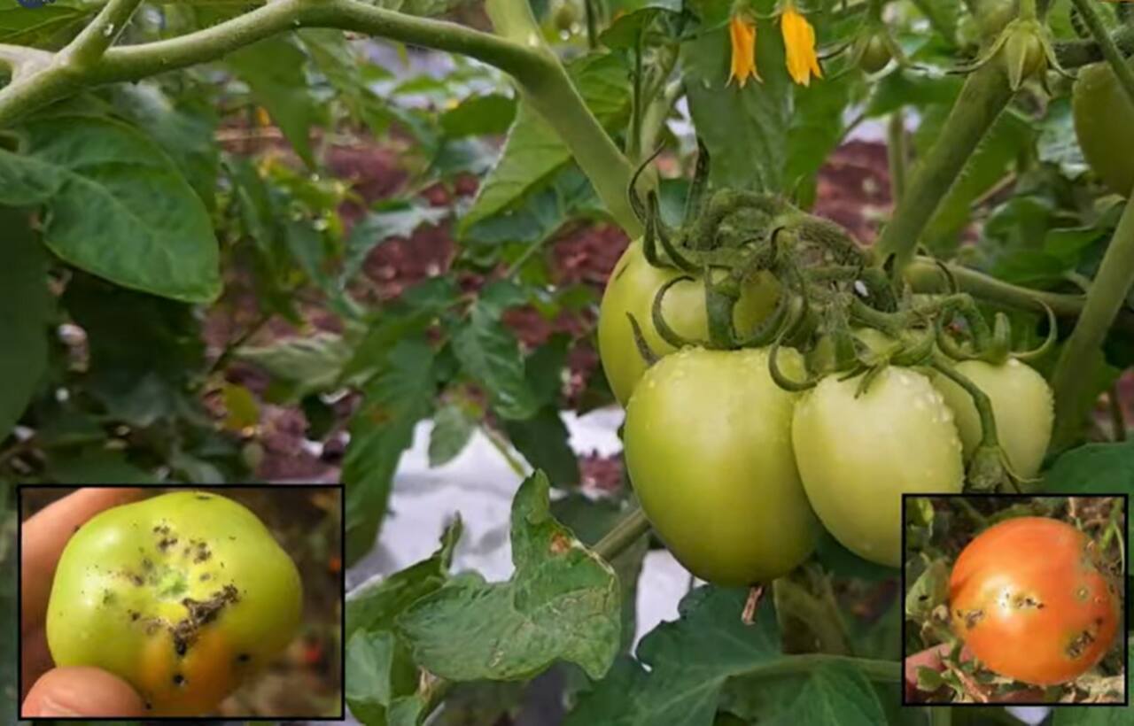 pomidory zaatakowane przez skośnika pomidorowego