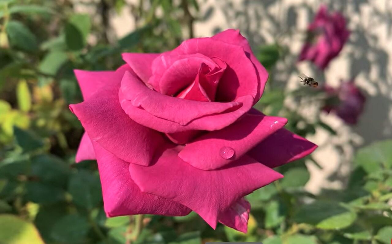 róża ogrodowa