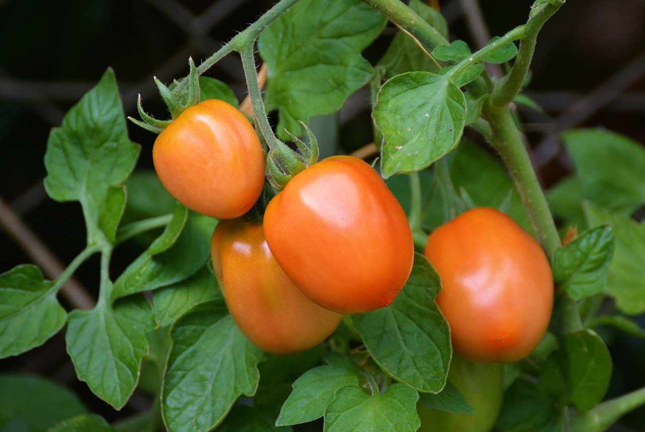 Jak obrywać liście pomidorów
