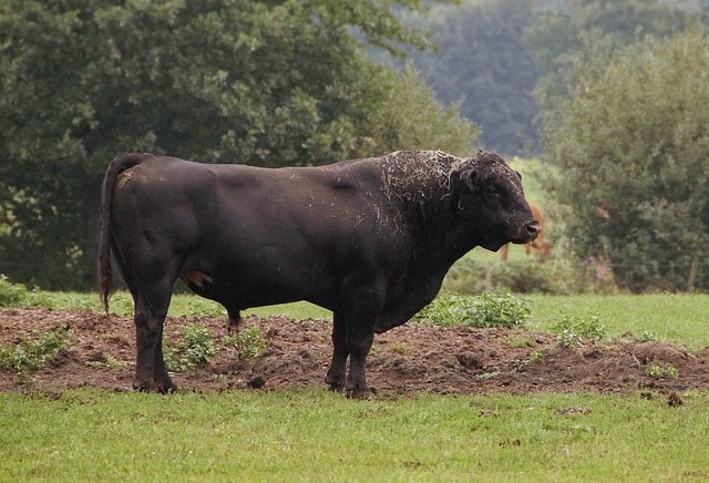 Tragiczny finał gonitwy z bykami w Hiszpanii