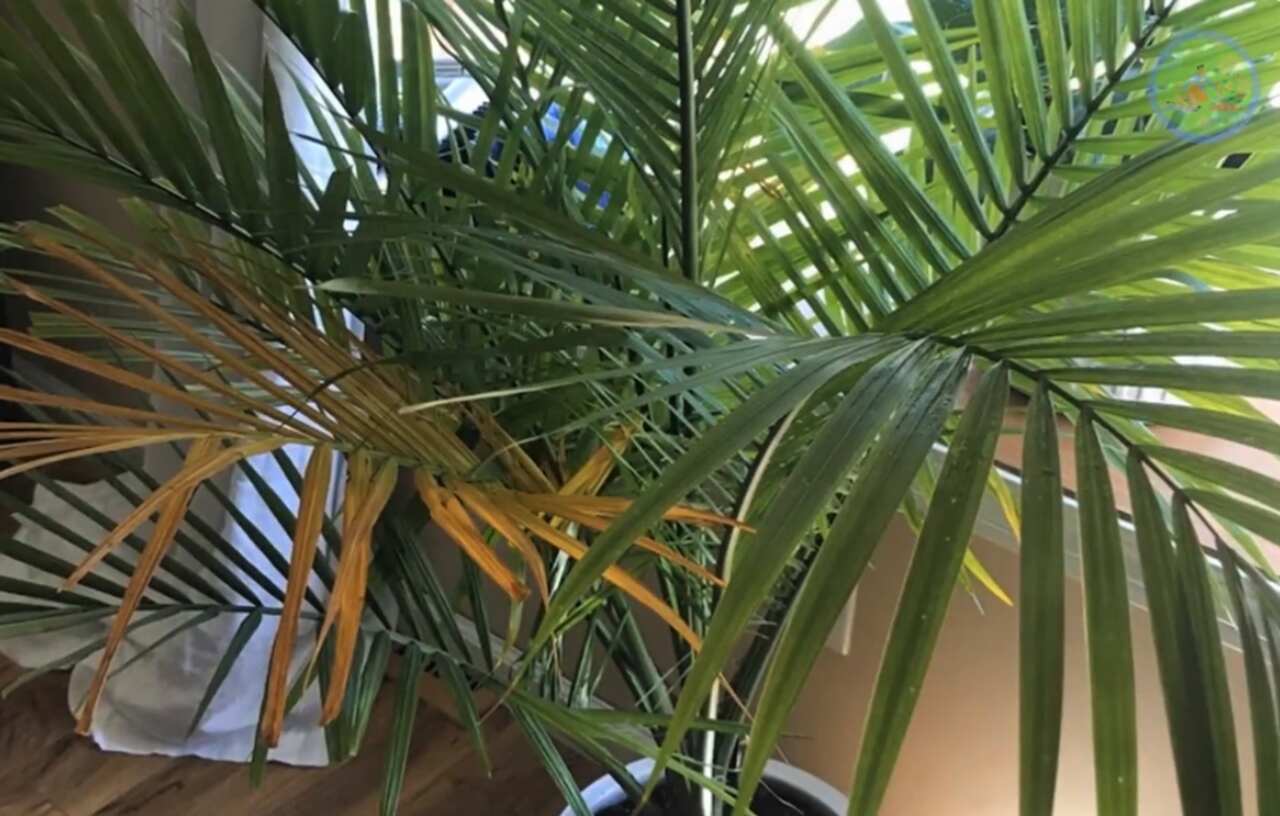 palma doniczkowa
