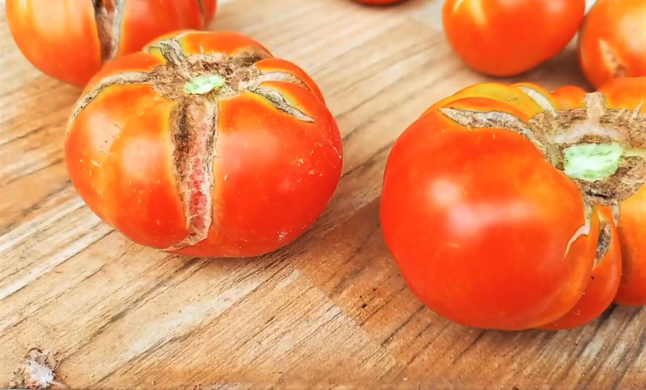 pomidory z pęknięciami