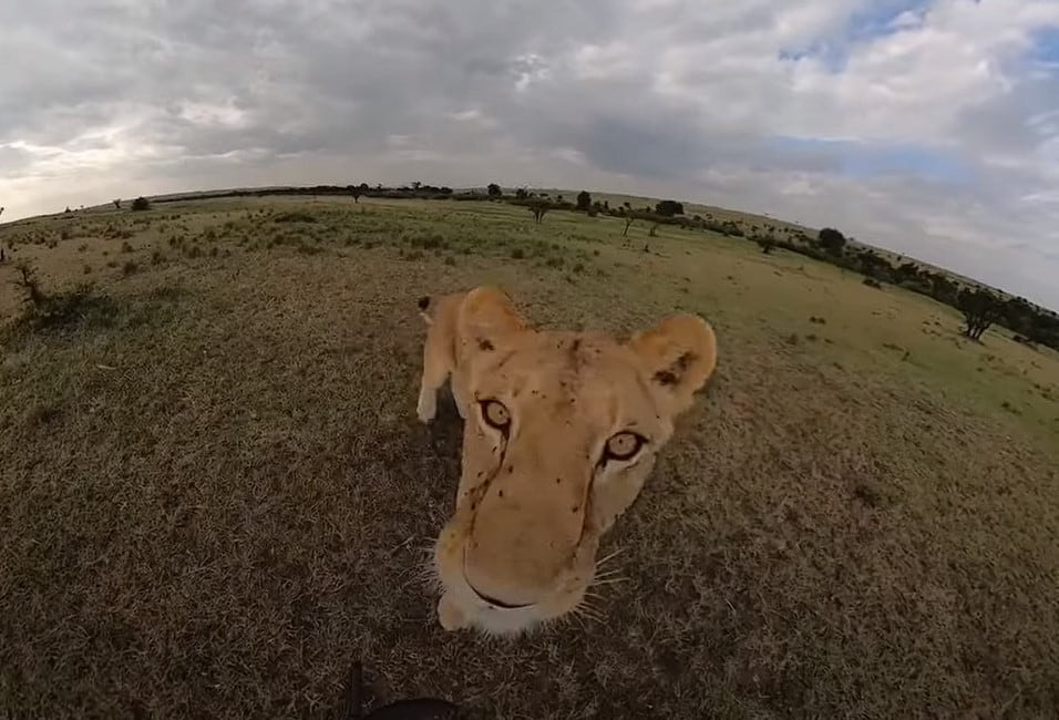 Wyjątkowe nagranie z Kenii. Lwica ukradła kamerę