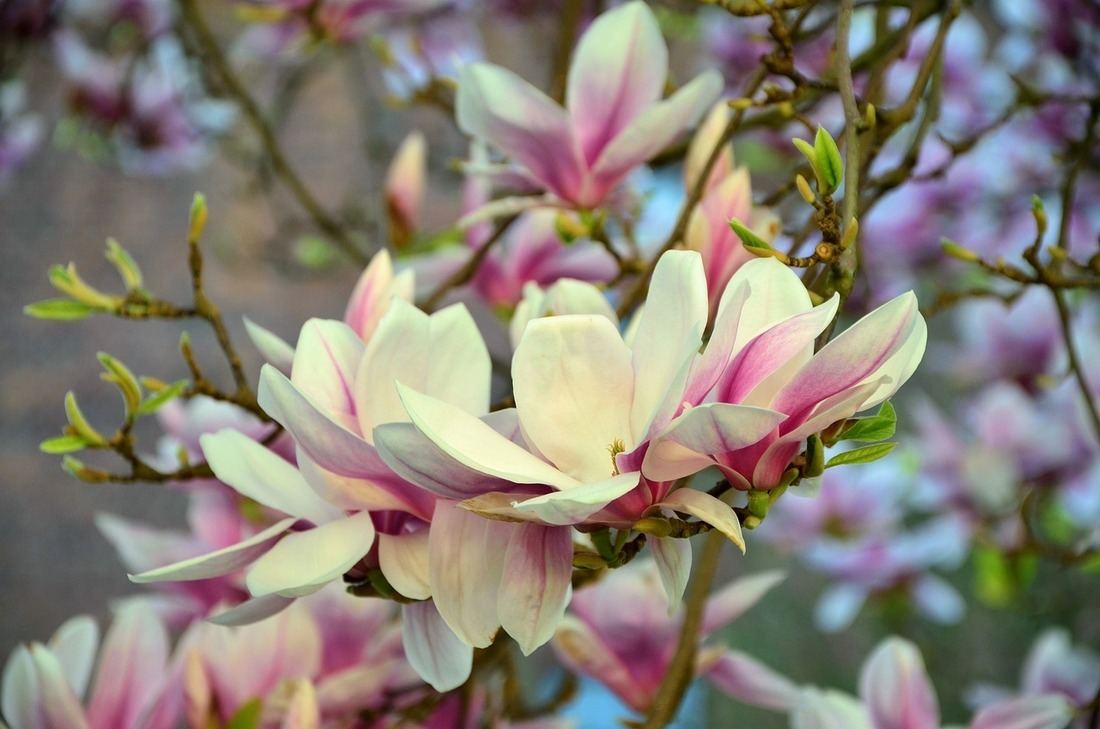 magnolia