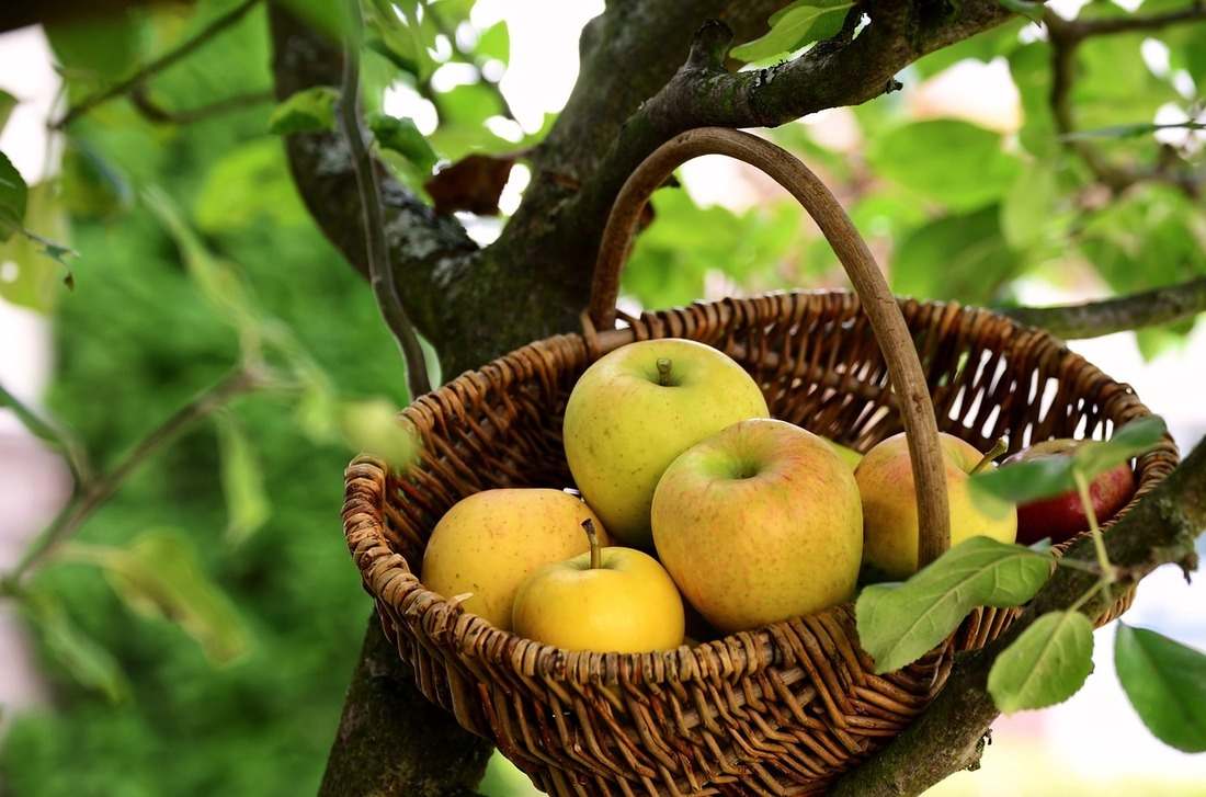 koszyk jabłek na drzewie