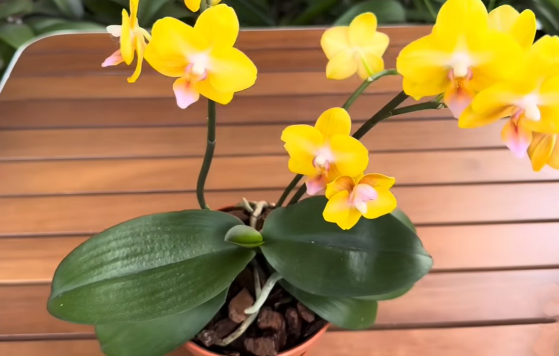 storczyk, orchidea