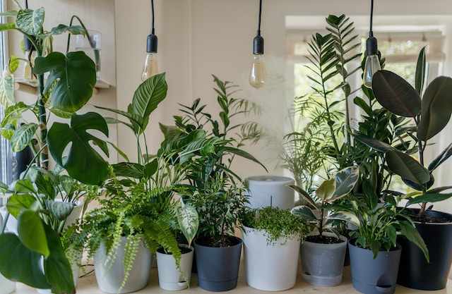 Te rośliny przynoszą szczęście domowi