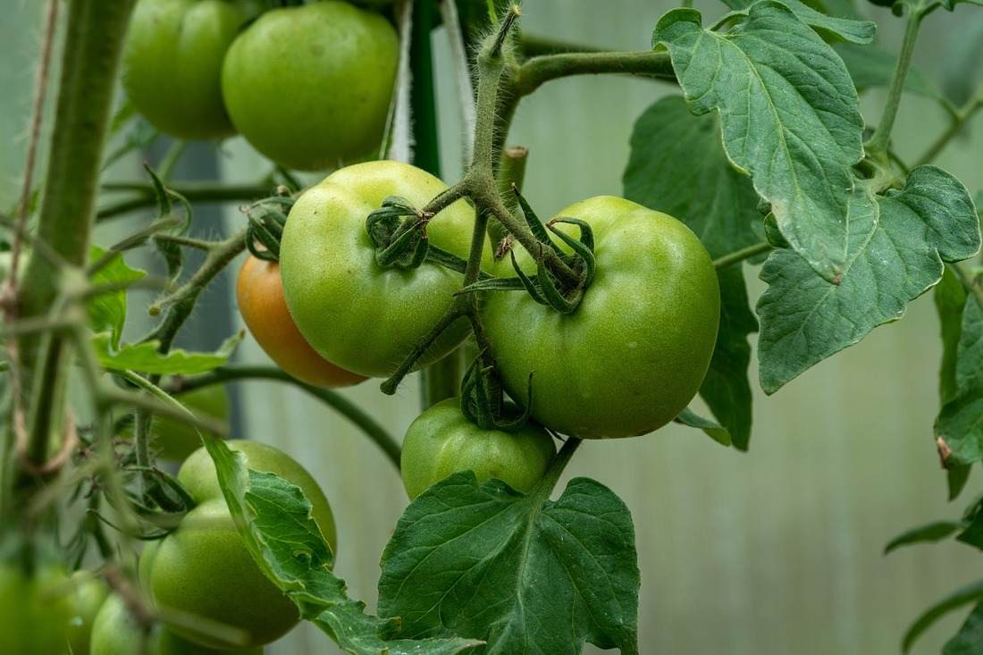 zielone pomidory na krzaczku