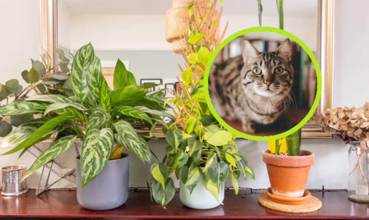 rośliny doniczkowe i kot