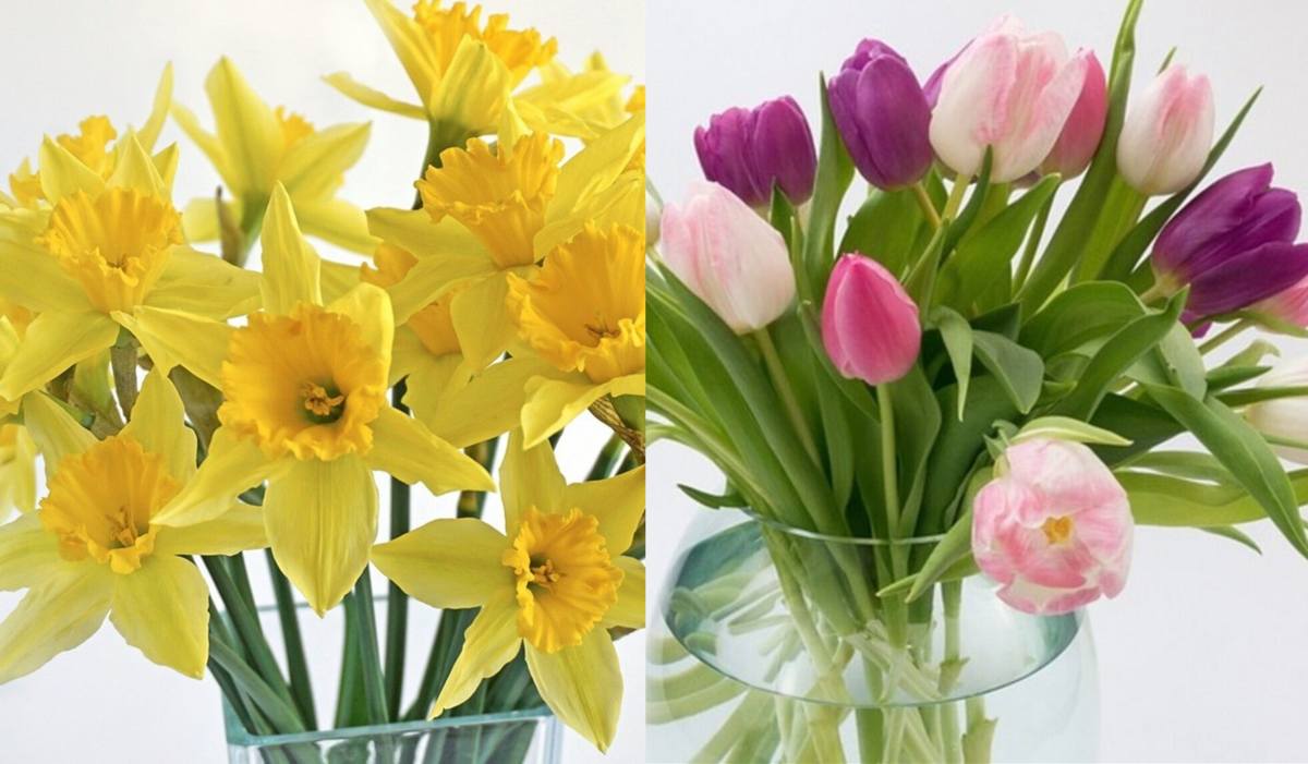 żonkile i tulipany w wazonie
