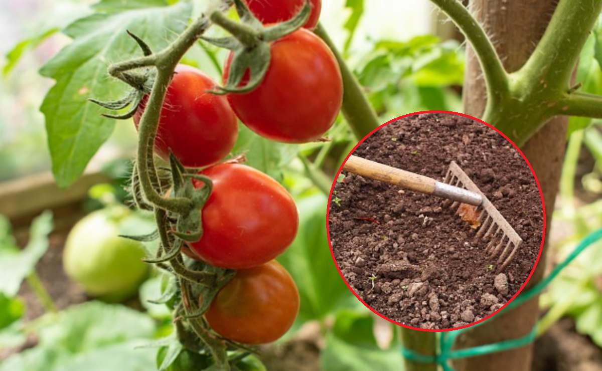 pomidory i gleba