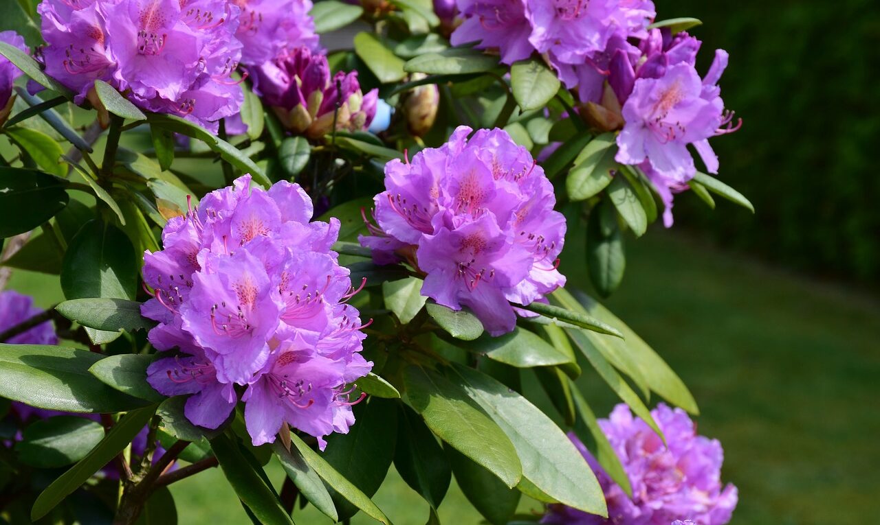 rododendron/różanecznik