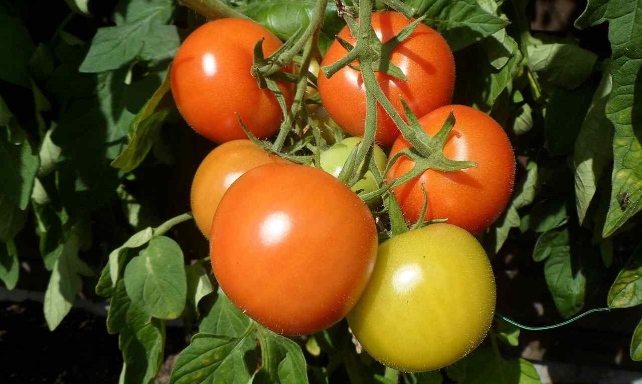 Podlewaj tym pomidory