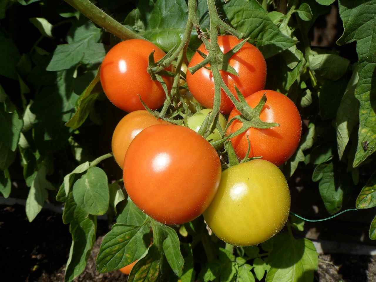 Podlewaj tym pomidory 