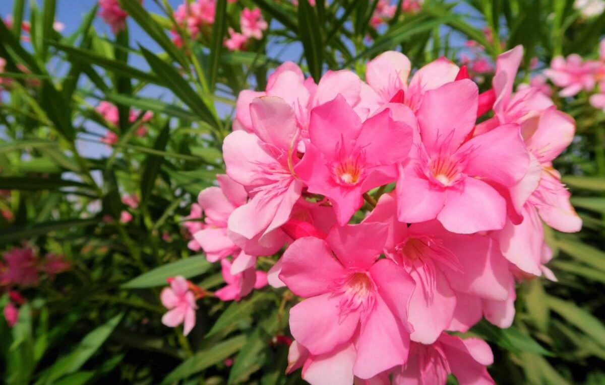 oleander