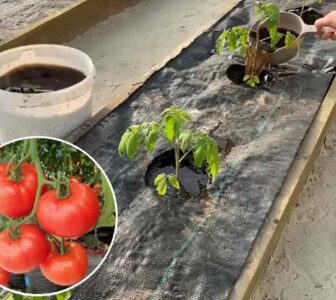 podlewanie pomidorów gnojówką