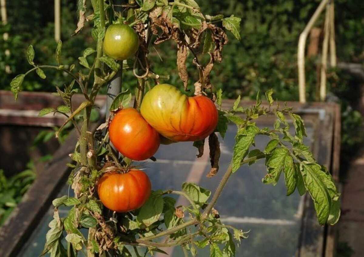 pomidory na krzaku