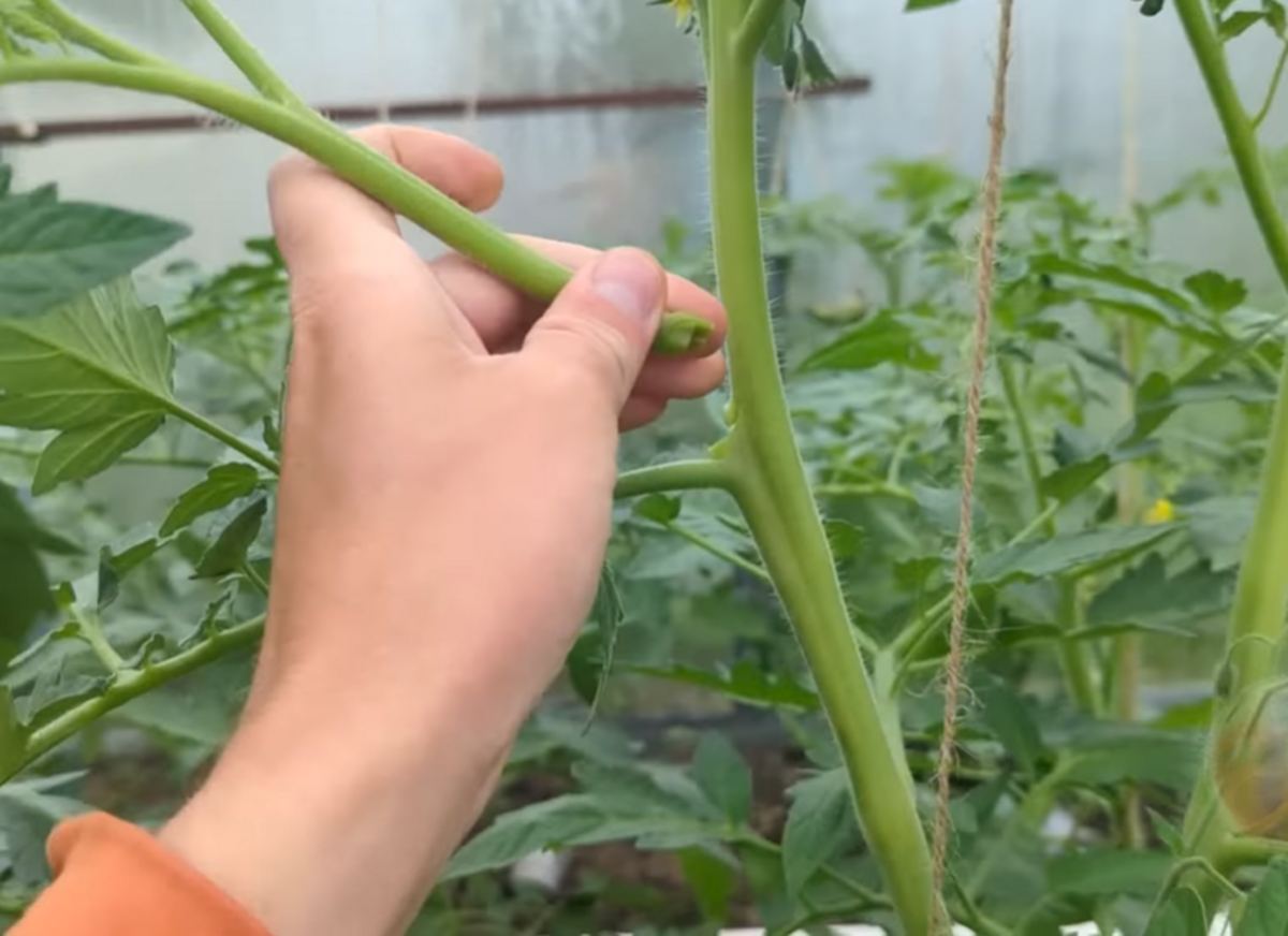 usuwanie gałązki pomidora