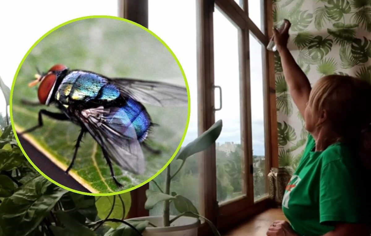 pryskanie okien sprayem na muchy i komary