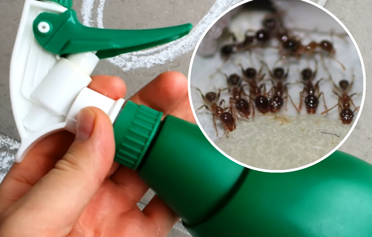 spray na mrówki