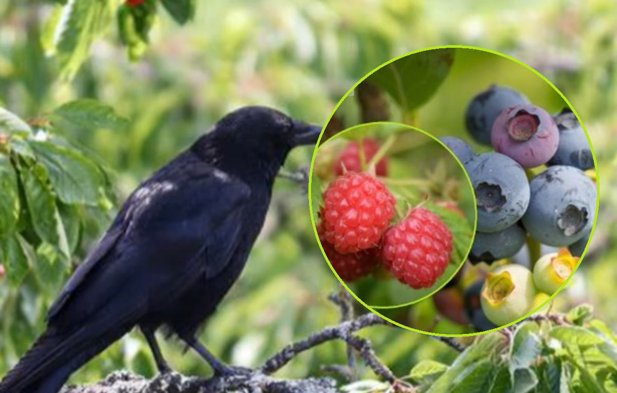ptak i owoce