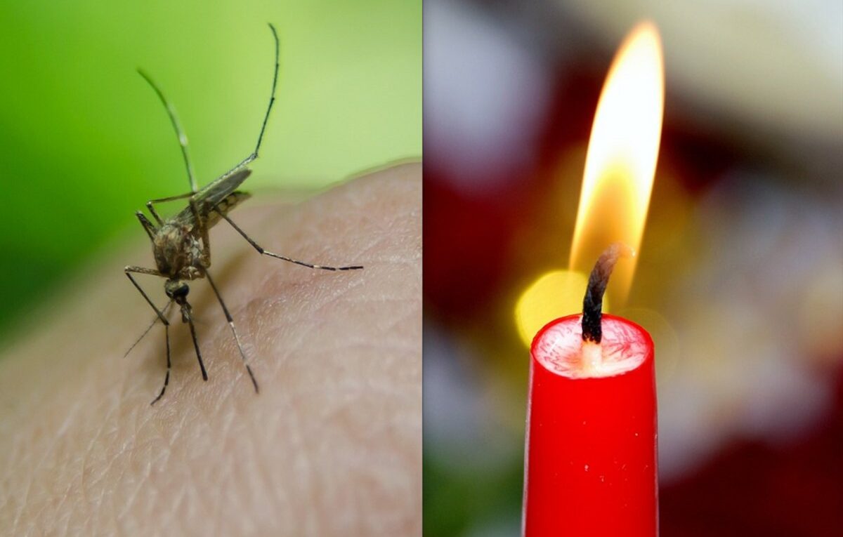 komar i świeca