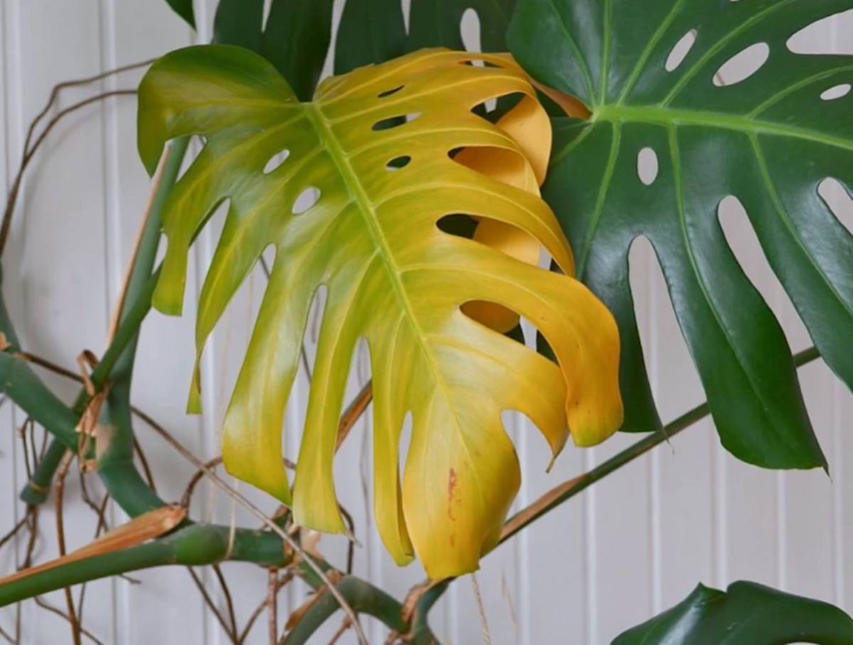 monstera żółknie 