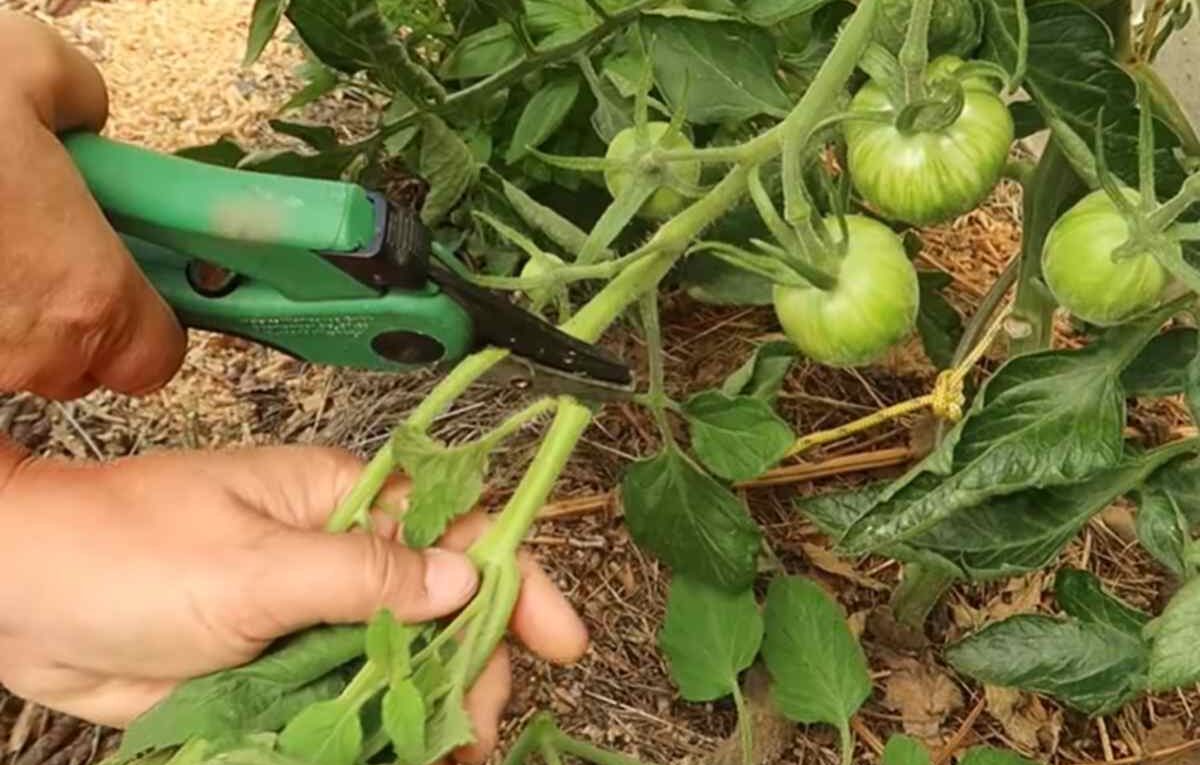 obcinanie liści pomidorów