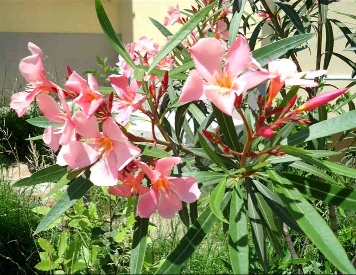 oleander