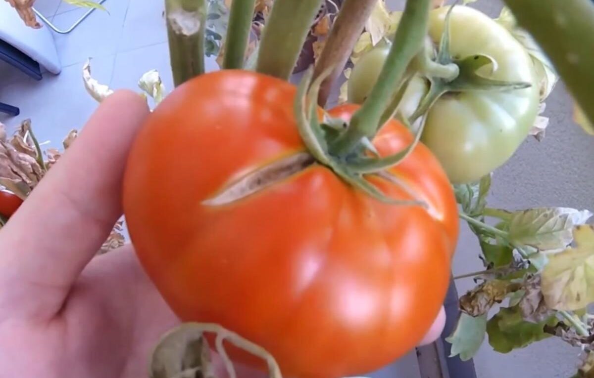 pęknięty pomidor na krzaku