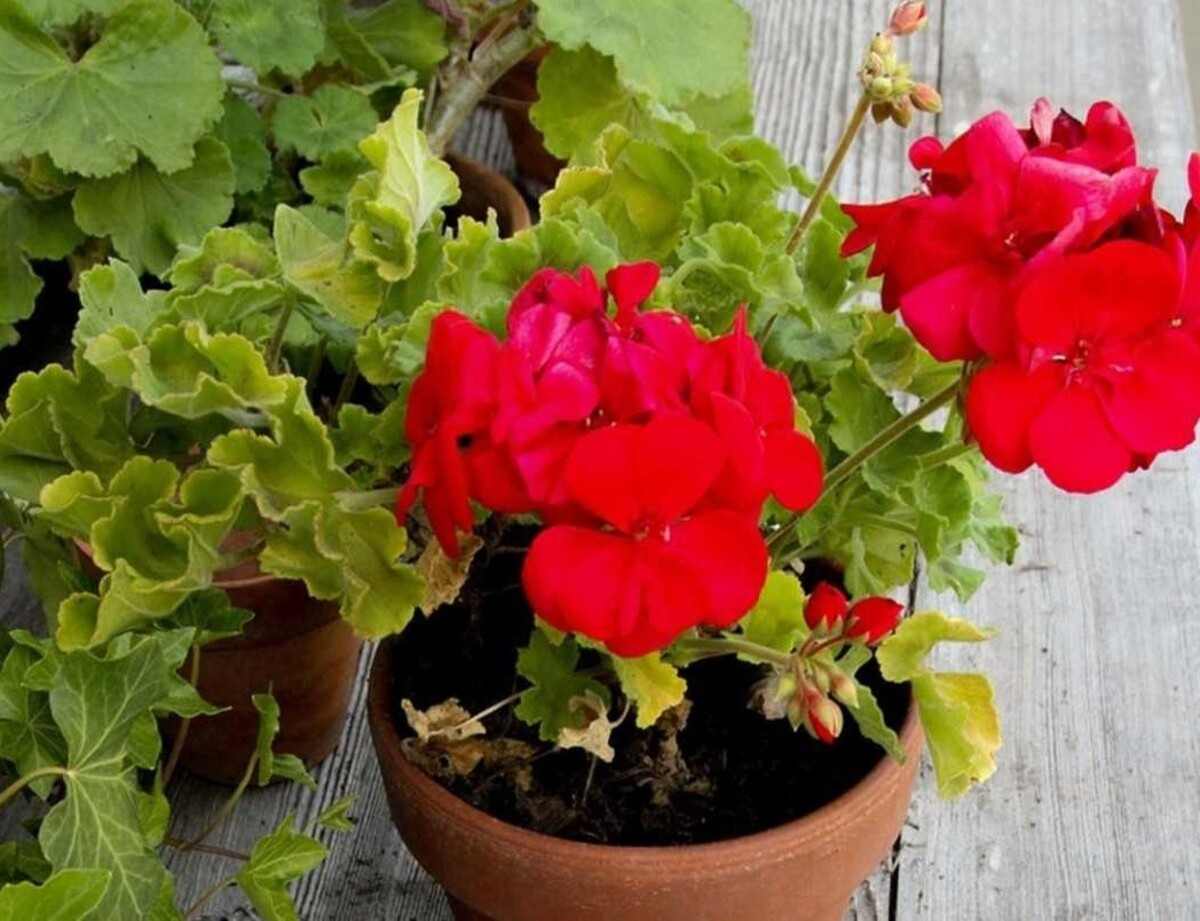 pelargonie