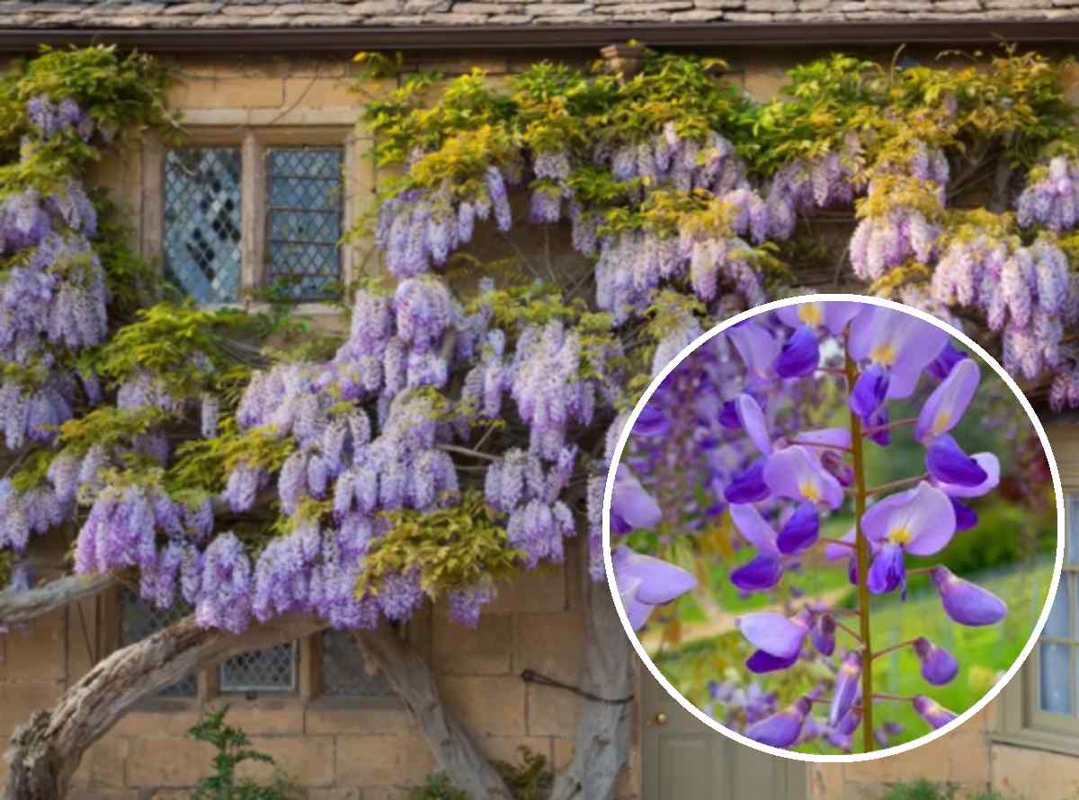 pnącze, wisteria