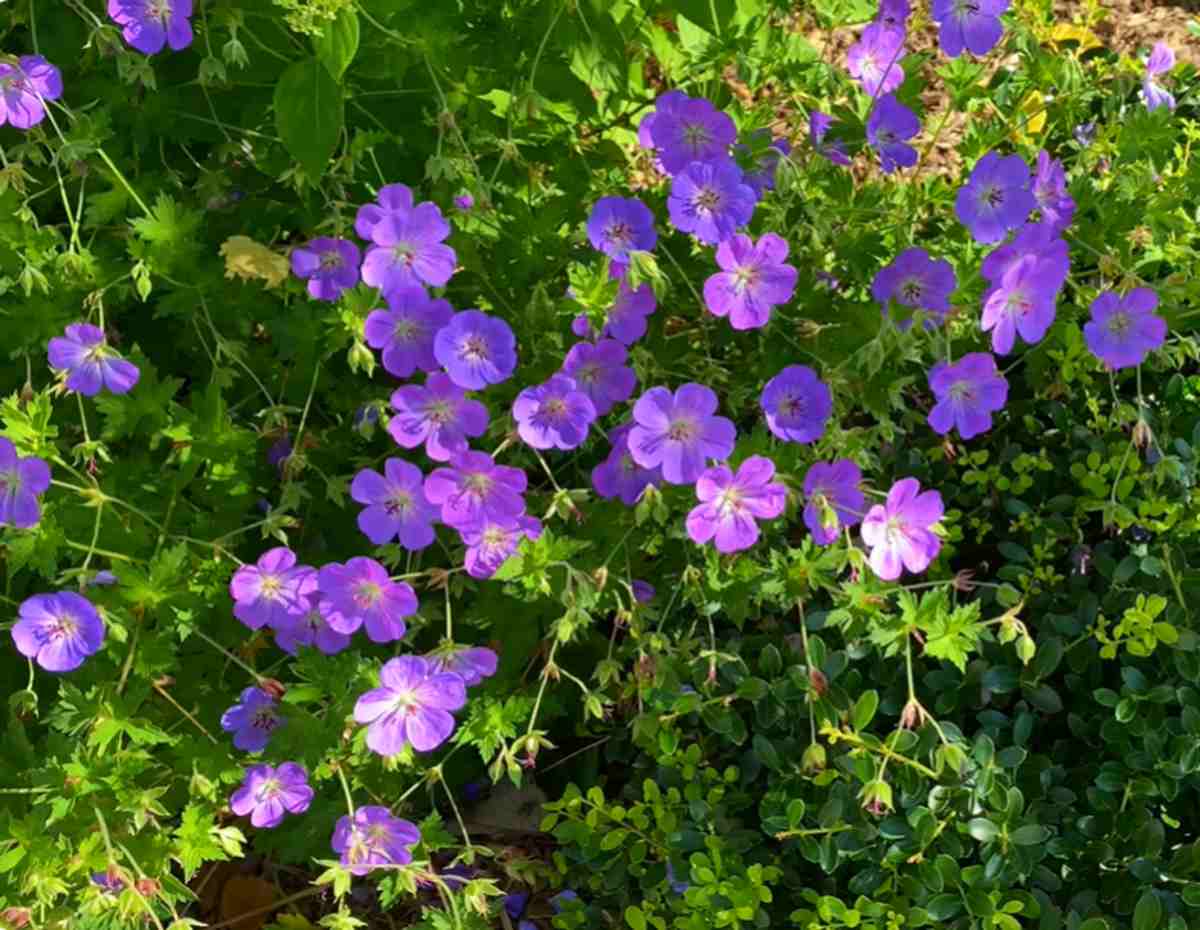 Bodziszek, Geranium