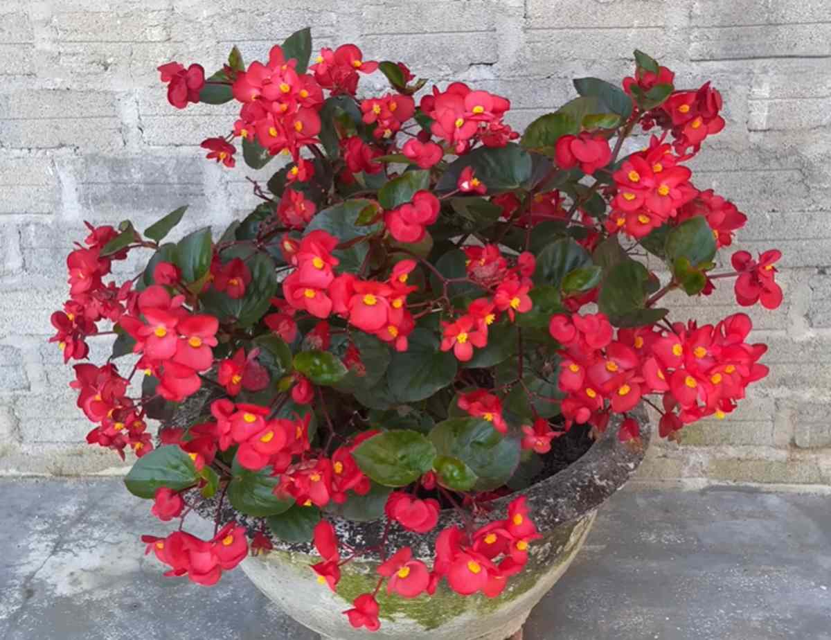 begonia