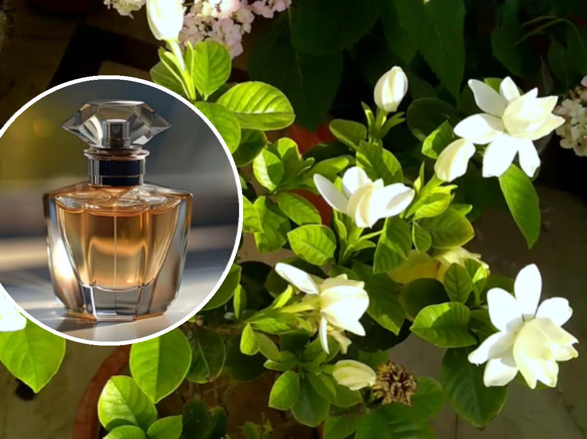 perfumy i gardenia